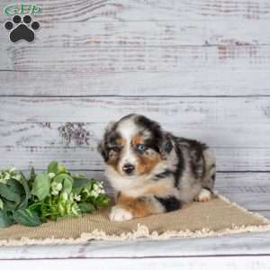 Tilly, Miniature Australian Shepherd Puppy